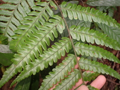 呂一起(Lyu yi-chi), CC BY, iNaturalist via GBIF Gymnosphaera metteniana, photograph 呂一起(Lyu yi-chi), CC BY, iNaturalist via GBIF