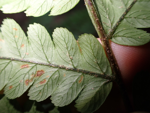 Gymnosphaera metteniana, photograph 4