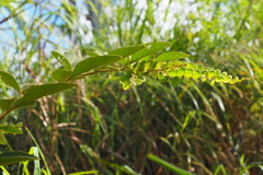 Phyllodium pulchellum