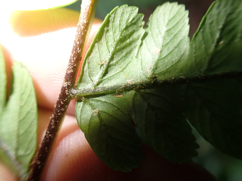 Gymnosphaera metteniana, photograph 6