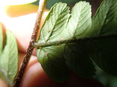 Gymnosphaera metteniana, photograph 呂一起(Lyu yi-chi), CC BY, iNaturalist via GBIF