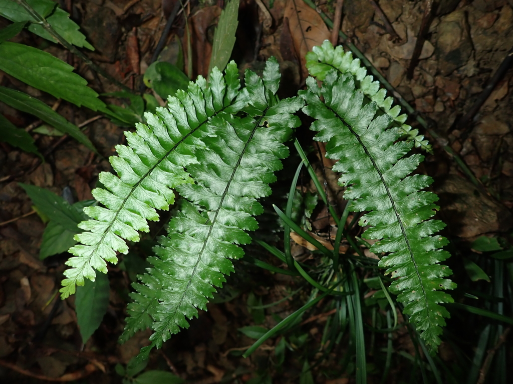 Hymenasplenium apogamum (Hymenasplenium apogamum)