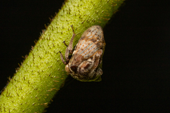 Membracidae
