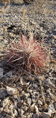 Sclerocactus polyancistrus