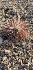 Sclerocactus polyancistrus