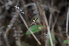Argiope perforata