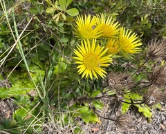 Berkheya carlinoides