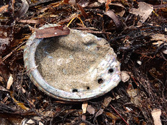 Haliotis scalaris emmae