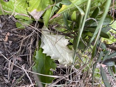 Berkheya carlinoides