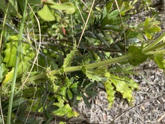 Berkheya carlinoides
