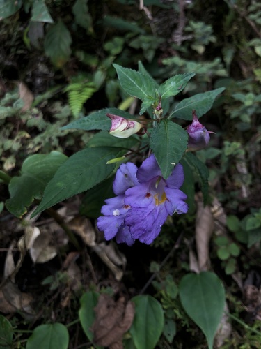 Impatiens arguta (Impatiens arguta)
