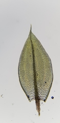 Ptychostomum rubens