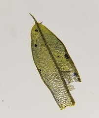 Ptychostomum rubens