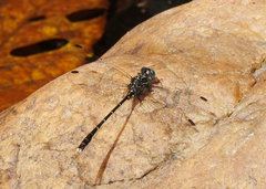 Hemigomphus theischingeri