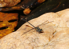 Hemigomphus theischingeri