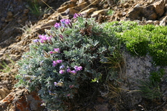 Oxytropis tragacanthoides