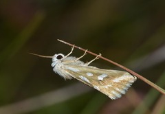 Argyrospila succinea