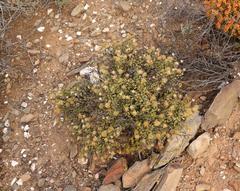 Pegolettia baccaridifolia