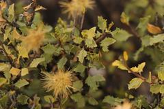 Pegolettia baccaridifolia