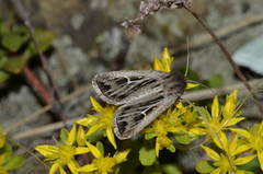 Mythimna velutina
