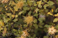 Pegolettia baccaridifolia