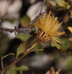 Pegolettia baccaridifolia