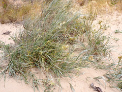 Spinifex