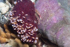 Ochlesis lenticulosus