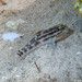 Crested Goby - Photo (c) Roman Burkardt, some rights reserved (CC BY-NC), uploaded by Roman Burkardt