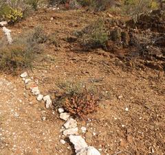 Pteronia oppositifolia