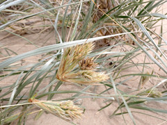 Spinifex