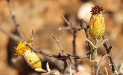 Pteronia oppositifolia