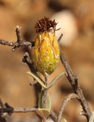 Pteronia oppositifolia