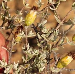 Pteronia oppositifolia