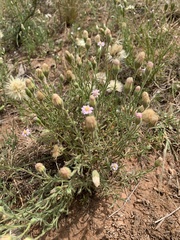 Vittadinia cuneata