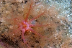 Thyone aurea
