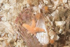 Allostichaster capensis