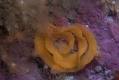 Dendrodoris caesia