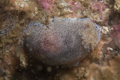 Dendrodoris caesia