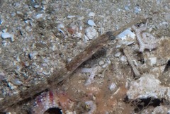 Syngnathus temminckii