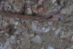 Syngnathus temminckii
