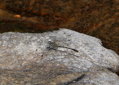Hemigomphus theischingeri