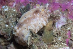 Mandelia mirocornata