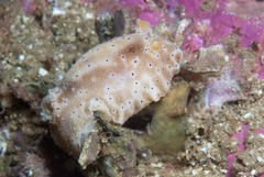 Mandelia mirocornata