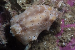 Mandelia mirocornata