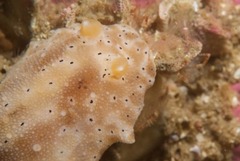 Mandelia mirocornata