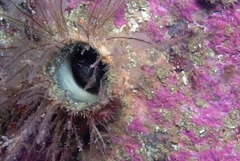 Chalaroderma ocellata