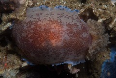 Dendrodoris caesia