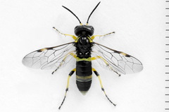 Tenthredo zonula