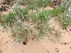 Spinifex